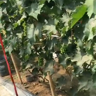 保利昂柠檬酸酐型复合肥料